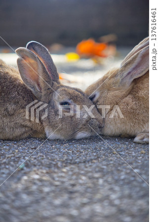 頭と頭をくっつけ合うように寄り添う2羽のウサギ。秋の落ち葉がボケた背景に温かみのある情景。 137616461