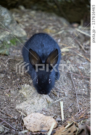 岩の上でこちらを見つめる真っ黒な子ウサギ。落ち葉や枯れ草の中に佇む小さな黒い姿が神秘的な一枚。 137616465