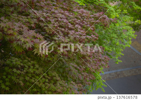 It is a maple tree that turns red. 137616578