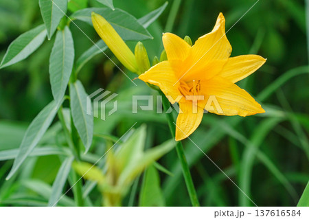 サロベツ原野に咲くエゾカンゾウ 北海道宗谷地方の湿原の花 サロベツ原野に咲くエゾカンゾウ 北海道宗谷地方の湿原の花 137616584