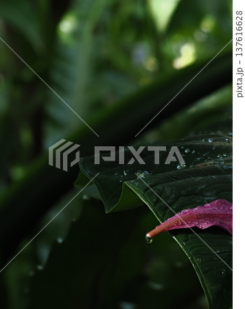大きな葉に滴る水滴とピンクの花びらのコントラスト 大きな葉に滴る水滴とピンクの花びらのコントラスト 137616628