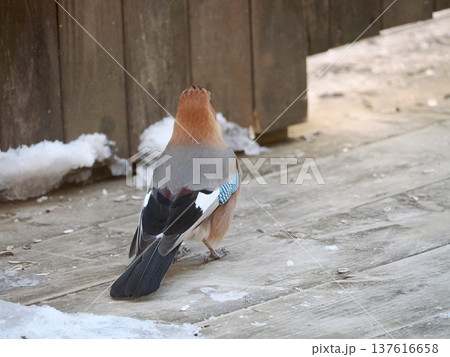 餌場に現れたミヤマカケス 餌場に現れたミヤマカケス 137616658