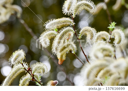 ネコヤナギ 137616699