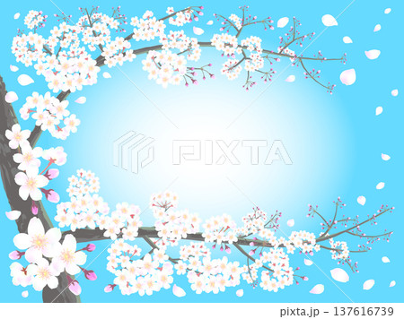 桜と青空、花びら舞うフレーム 桜と青空、花びら舞うフレーム 137616739
