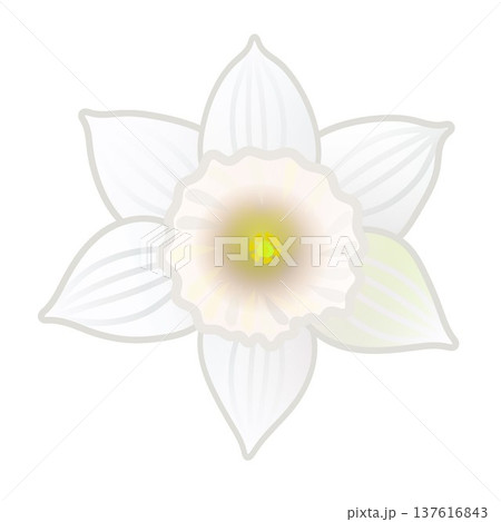 白いラッパズイセンの花のイラスト 白いラッパズイセンの花のイラスト 137616843