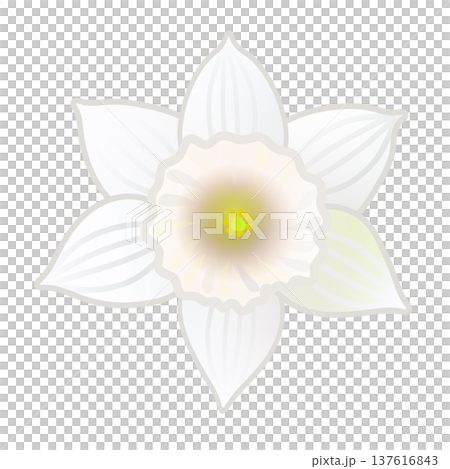 白いラッパズイセンの花のイラスト 白いラッパズイセンの花のイラスト 137616843