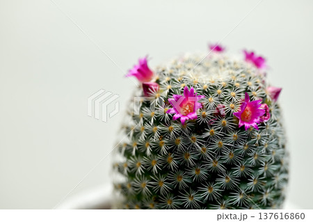 サボテンの花 サボテンの花 137616860