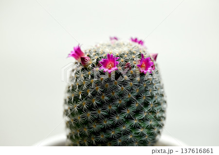 サボテンの花 サボテンの花 137616861