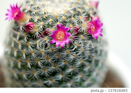サボテンの花 サボテンの花 137616865