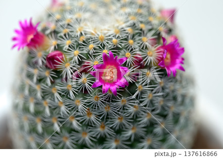 サボテンの花 137616866