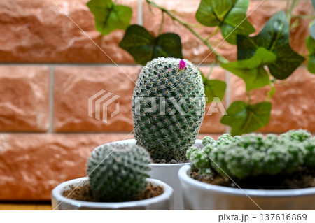 サボテンの花 137616869