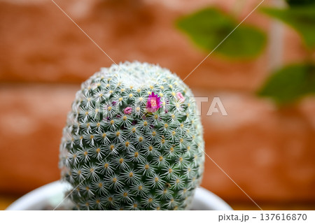 サボテンの花 137616870