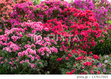 Azalea bud flower. Rhododendron plant in garden 137617005