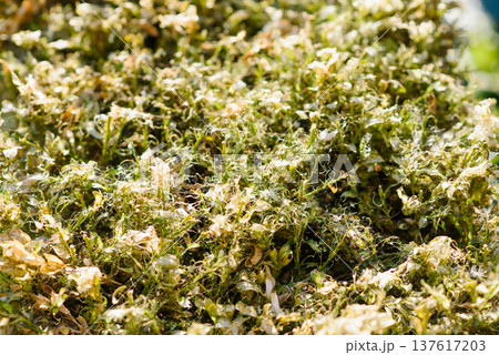 Detailed View of Boxwood Branches Eaten by Caterpillar Detailed View of Boxwood Branches Eaten by Caterpillar 137617203