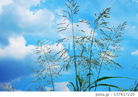 セイバンモロコシと青空の風景 137617220