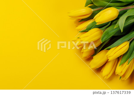 Yellow tulips on yellow background 137617339
