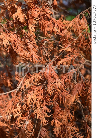 ニオイヒバ(ヒノキ科)ヨーロッパゴールド ニオイヒバ(ヒノキ科)ヨーロッパゴールド 137617377