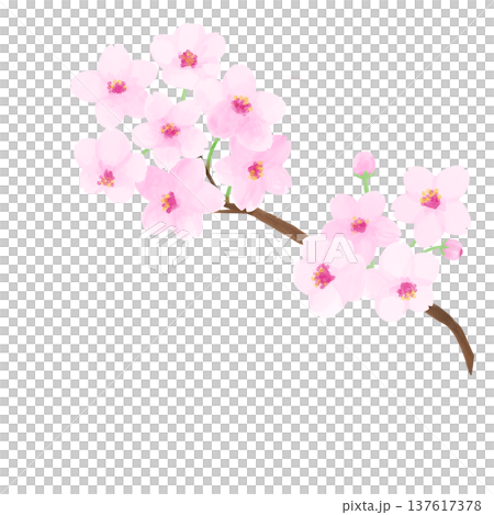 Cherry blossoms in full bloom with branches Cherry blossoms in full bloom with branches 137617378