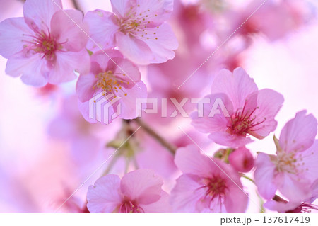 春の陽光を浴びる桜 春の陽光を浴びる桜 137617419