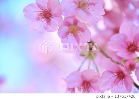春の訪れを告げる河津桜 春の訪れを告げる河津桜 137617420