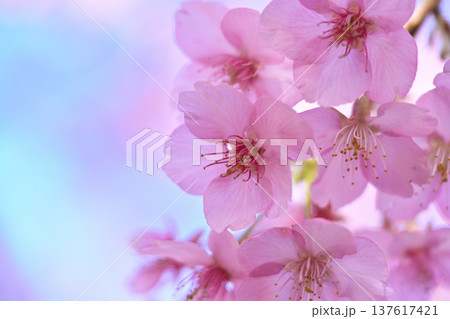 河津桜 河津桜 137617421