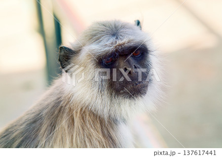 Langur monkey portrait on the background of ancient temple 137617441