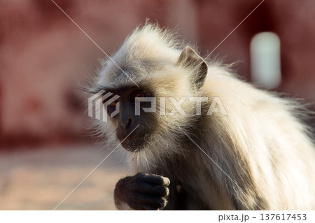 Langur monkey portrait on the background of ancient temple 137617453