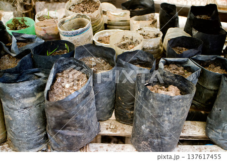 Preparation of seedlings in pots, natural fertilizers Preparation of seedlings in pots, natural fertilizers 137617455