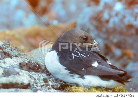 Little auk special subspecies Little auk special subspecies 137617458