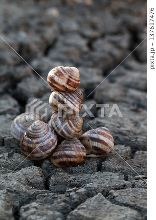 pyramid of dead snail shells on cracked earth pyramid of dead snail shells on cracked earth 137617476