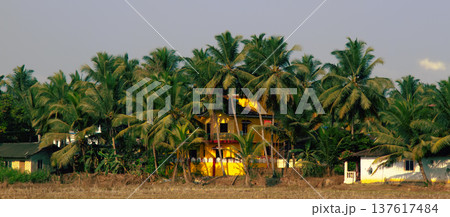 Beautiful brightly painted old houses in shady palm groves 137617484