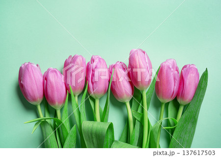 Pink tulips on green mint background. Spring Floral Mockup for Greeting Cards or Invitation. 137617503