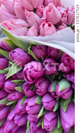 Close-up of fresh pink and purple tulip bouquets in paper, vibrant floral texture for spring themes 137617524