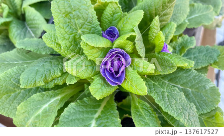 Double purple Primula Belarina flowers with white edges among green leaves, fresh spring macro photo 137617527