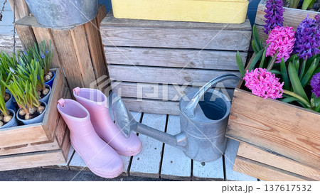 Pink garden boots and a zinc watering can with spring hyacinths in wooden crates on a white terrace Pink garden boots and a zinc watering can with spring hyacinths in wooden crates on a white terrace 137617532