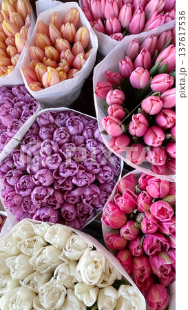 Vibrant bouquets of peony-style and classic tulips in a lush, colorful spring floral arrangement 137617536
