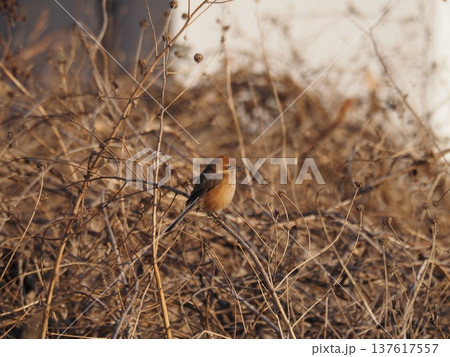 荒川河川敷の枝に止まるモズ 137617557