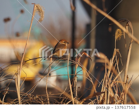荒川河川敷の枝に止まるモズ 137617558