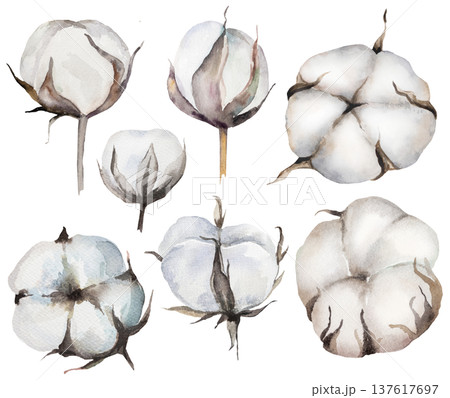Hand painted watercolor dried cotton flowers, Bohemian wedding isolated illustration element 137617697
