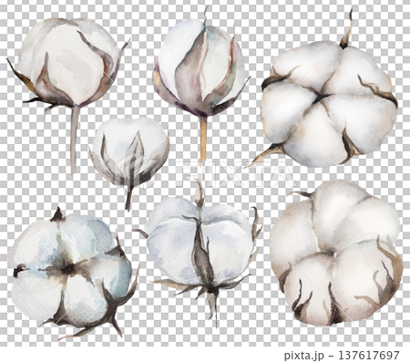 Hand painted watercolor dried cotton flowers, Bohemian wedding isolated illustration element 137617697