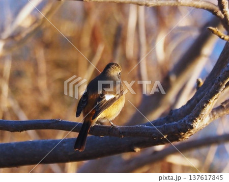冬の荒川河川敷の枝にとまるジョウビタキ 137617845