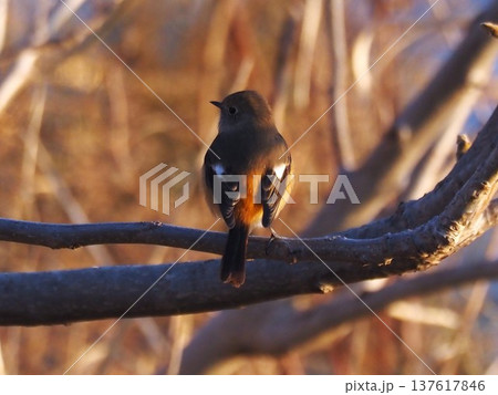 冬の荒川河川敷の枝にとまるジョウビタキ 137617846