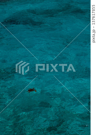 透明なエメラルドの海を泳ぐウミガメと広い海のコピースペース 137617855