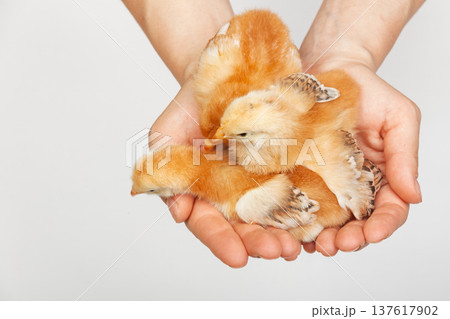 Baby chicks held in human hands farming concept 137617902