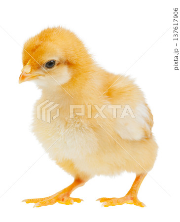 Fluffy baby chick standing isolated on white background 137617906