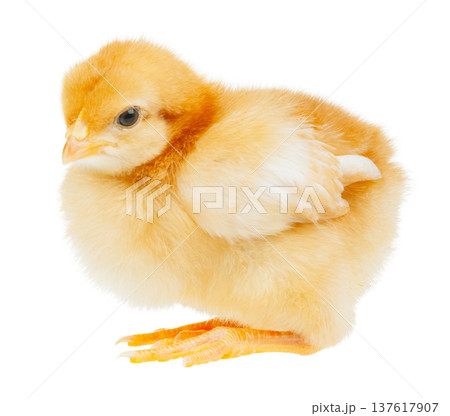Cute newborn chick side view isolated on white Cute newborn chick side view isolated on white 137617907