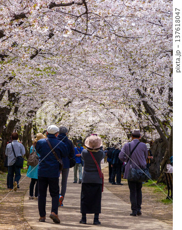 満開の桜のトンネルとなった並木道を行き交う花見の人々 (青森県、弘前) 満開の桜のトンネルとなった並木道を行き交う花見の人々 (青森県、弘前) 137618047