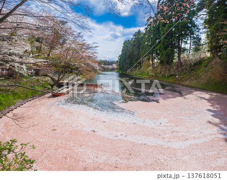 散り桜が絨毯のように水面を埋め尽くしたお堀と船着き場 (青森県、弘前) 散り桜が絨毯のように水面を埋め尽くしたお堀と船着き場 (青森県、弘前) 137618051