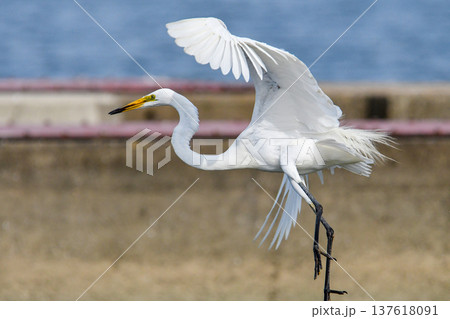 翼を広げて飛び立つダイサギ 翼を広げて飛び立つダイサギ 137618091