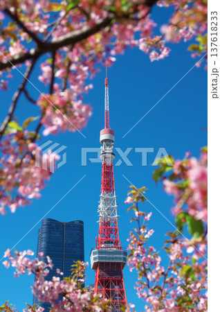 東京・芝公園に咲く満開の河津桜と東京タワー、春の訪れを告げる日本の象徴的な風景。インバウンド観光、旅 137618233